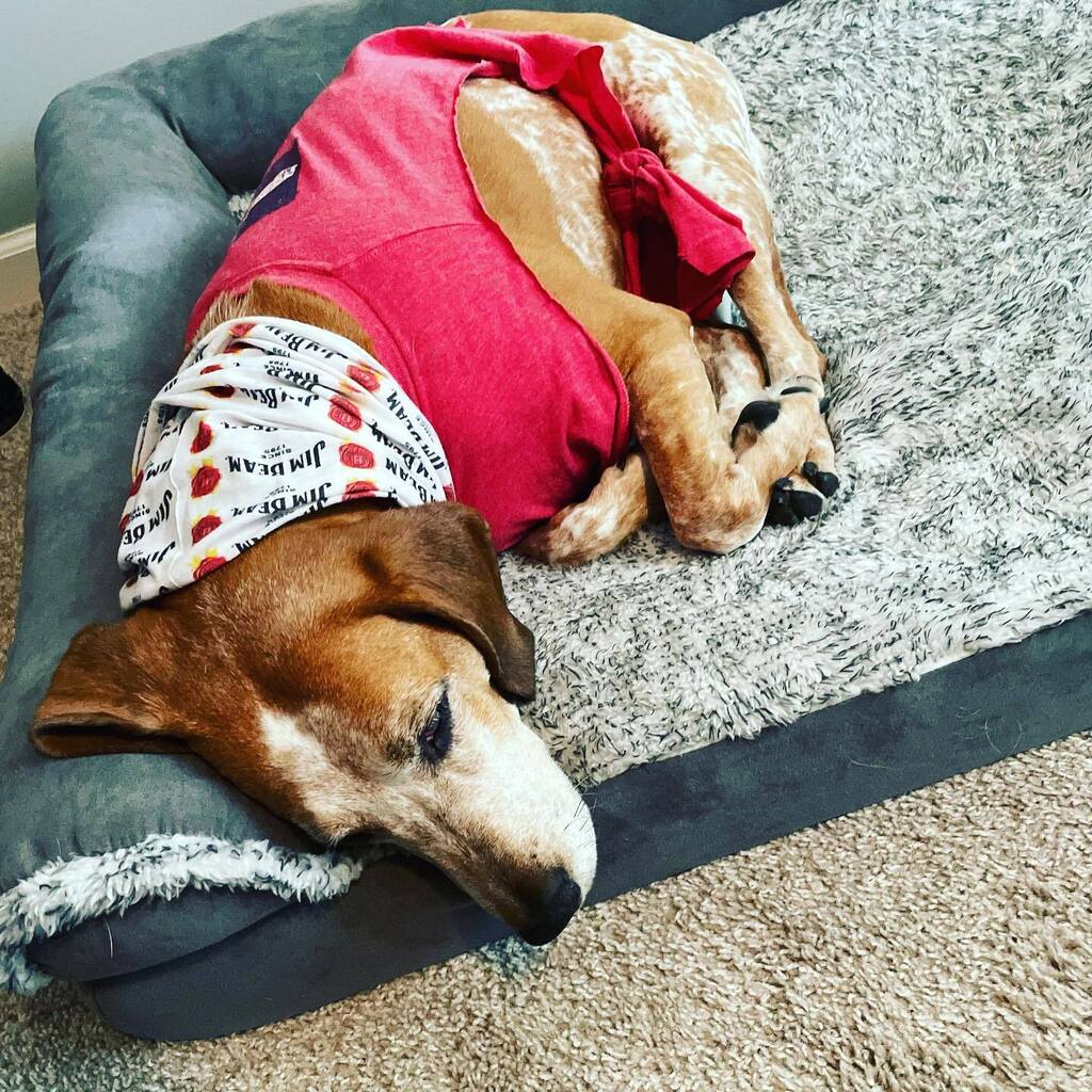 Why Do Dogs Sleep In Dirty Clothes