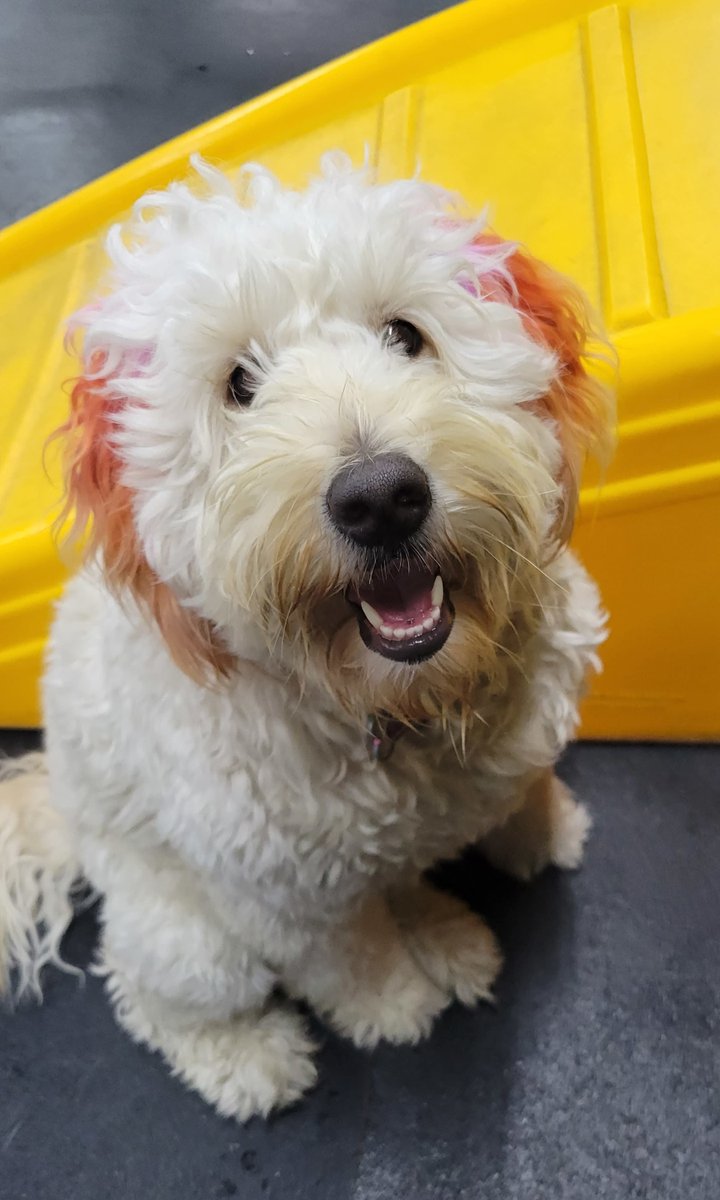 CBPhilly's tweet image. Hey everyone!

Can you guess this cutie's name? I'll give you a hint: look at the color of her ears! 🌹 ✨ 

#centralbark #centralbarkphilly #centralbark #doggiedaycare