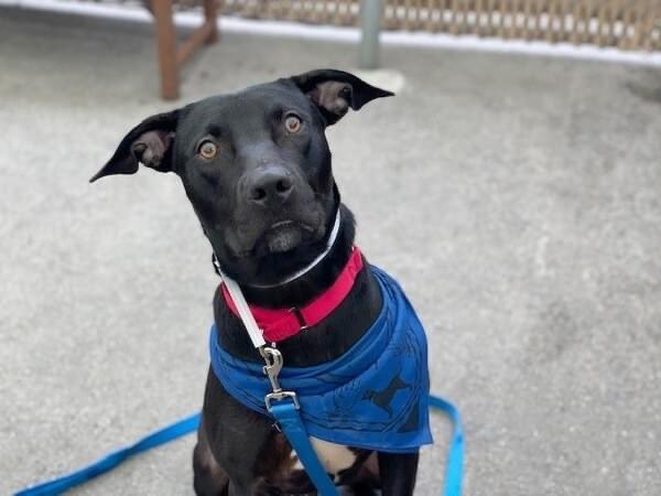 TomJumboGrumbo's tweet photo. Chef #152772, a 1yo puppy who is known to “flinch when touched” - what has he been through in his short life? A stray who’s good with dogs and humans, despite being terrified. NYCACC kills him Saturday. He wants to be loved, save him: pls pledge RT CHEF!

https://t.co/4y7Cxs1WoW https://t.co/YcegB8xflv