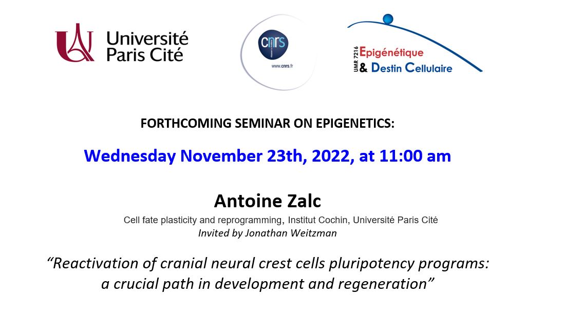 🔜@ParisEpigenetix external seminar

'Reactivation of cranial #neuralcrest cells pluripotency programs: a crucial path in #development and #regeneration' by @AntoineZalc @InstitutCochin

🗓️Wed, Nov 23, at 11 am
💻Hybrid

Invited by @Epigenetique
 
DM for details or zoom link🔗