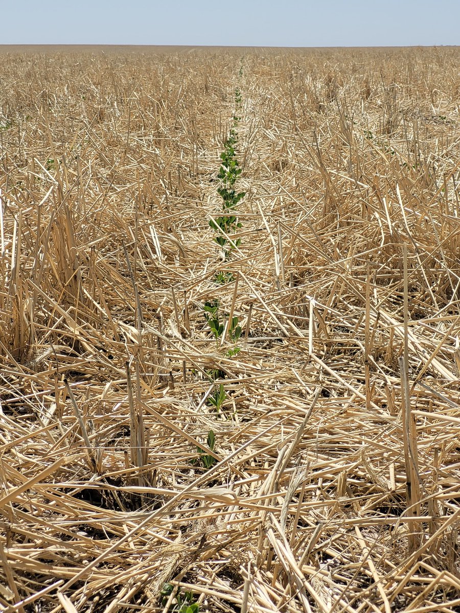 Linda recorrida con colegas interesados en el Programa Paisajes de <a href="/Syngenta_ar/">Syngenta Argentina</a>. Siempre un placer escuchar a <a href="/JulioPriotti/">Julio Priotti</a> y <a href="/demian_monti/">Demian Monti</a> de <a href="/AGDagro/">Aceitera General Deheza SA</a> contarnos lo que están haciendo. Vicia y su aporte de N, maní emergiendo entre la cobertura y el hotel para nuestros amigos