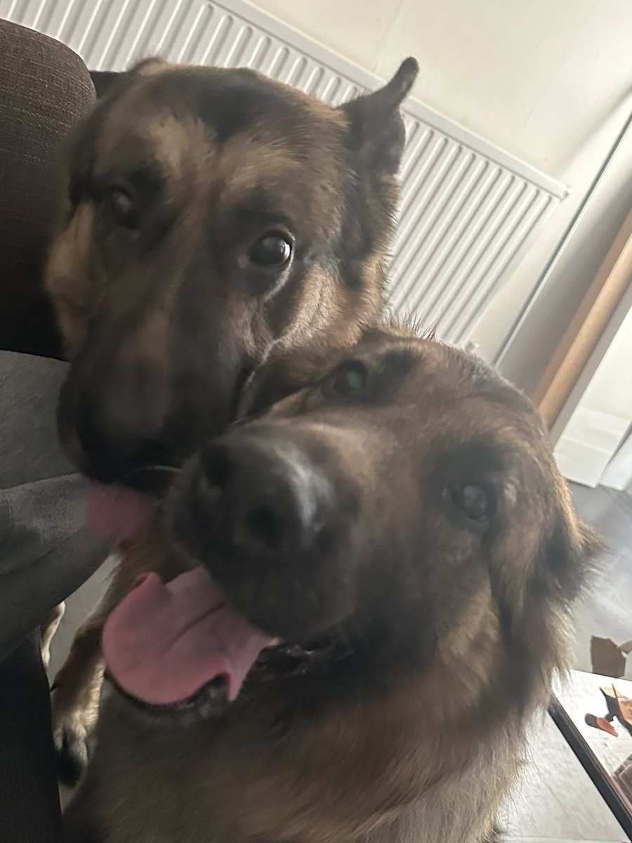 MiloWolfrun's tweet photo. YAY! My sister is here for the weekend! 🥰❤️ #dogsoftwitter #GSD https://t.co/vnCeaXXFau