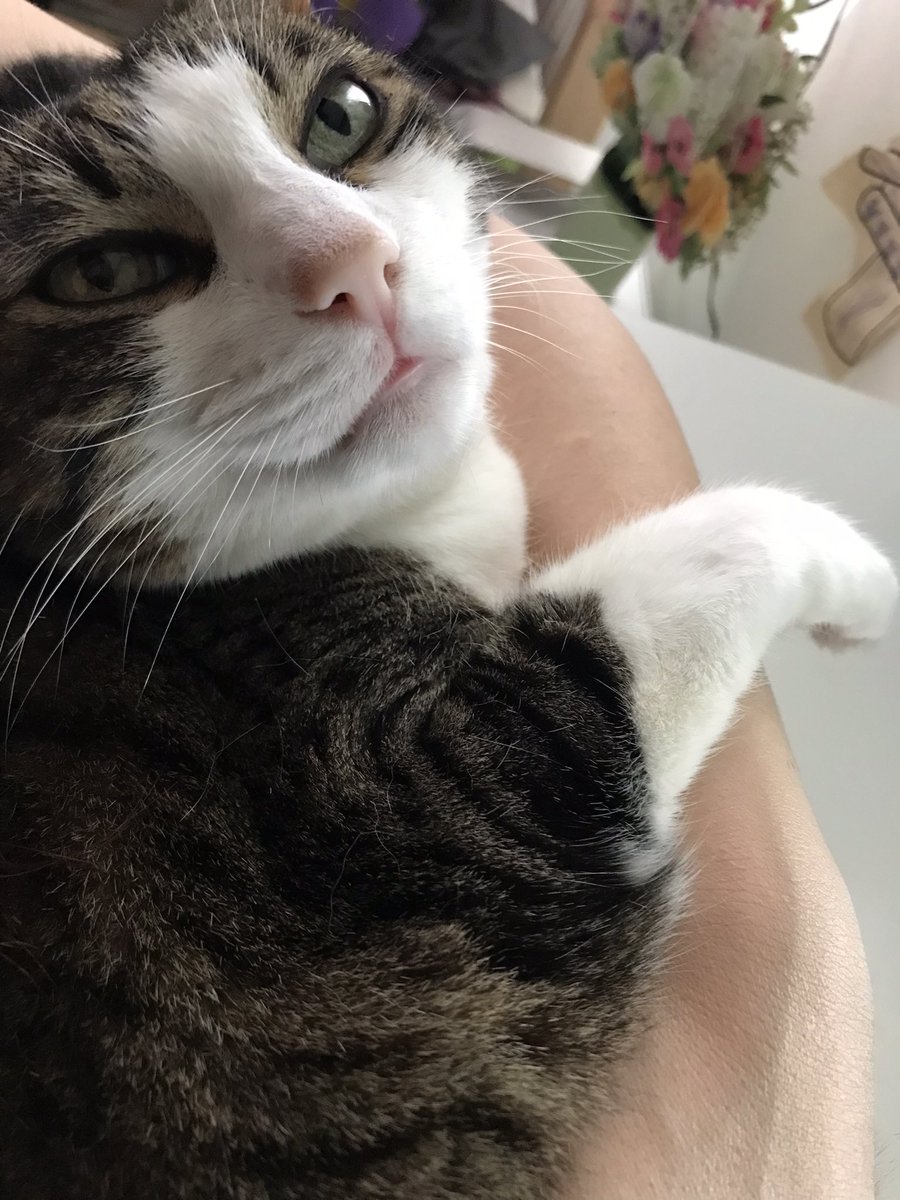 flashgatch's tweet photo. @opensea Please meet all my furry friends 🥰 https://t.co/3Jn3hVC6Gp