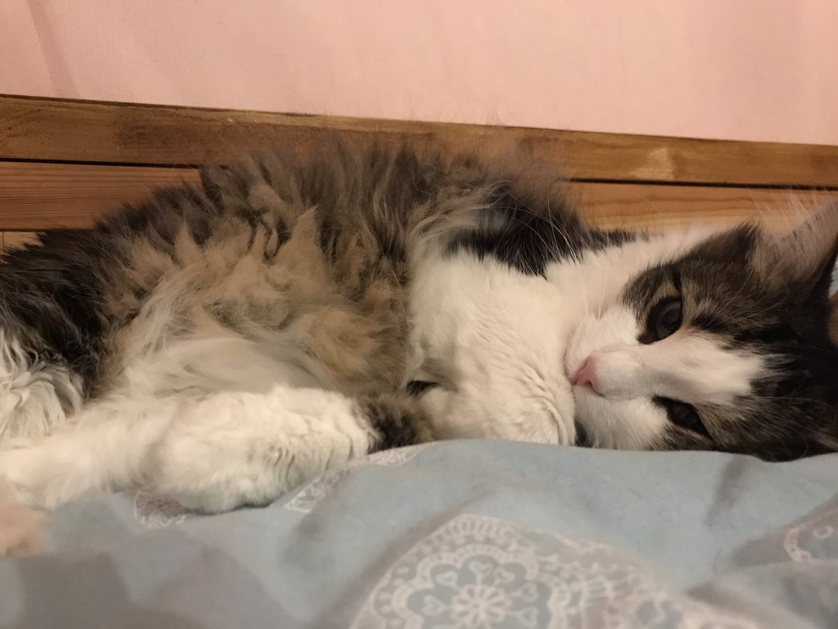 flashgatch's tweet photo. @opensea Please meet all my furry friends 🥰 https://t.co/3Jn3hVC6Gp