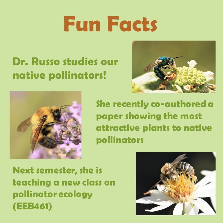 UTK EEB (@utk_eeb) on Twitter photo Happy #facultyfriday !! Today we are recognizing Dr. Laura Russo <a href="/lrusso08/">Laura Russo</a> for her outstanding work with plant-pollinator interactions. Happy #facultyfriday !! Today we are recognizing Dr. Laura Russo <a href="/lrusso08/">Laura Russo</a> for her outstanding work with plant-pollinator interactions.