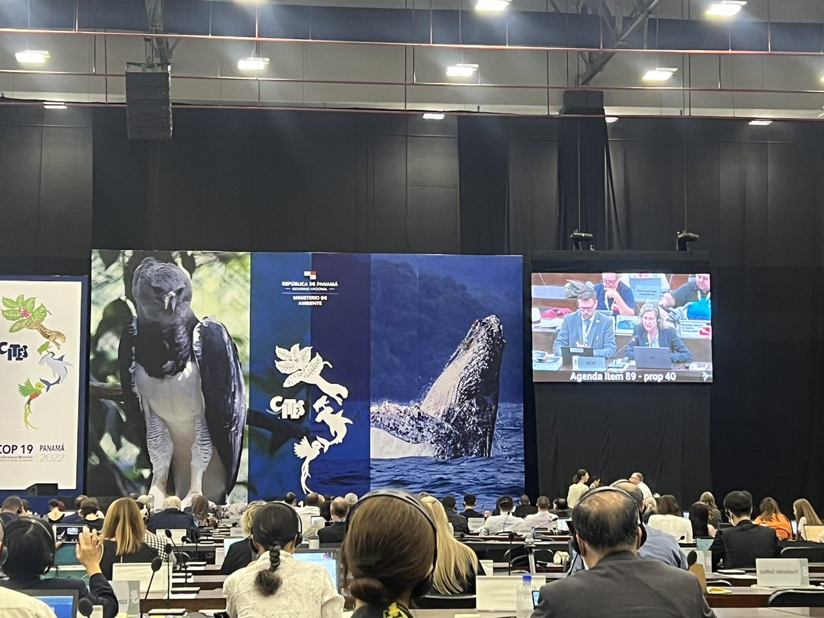 Proposal 40 to list the FULL Rhinobatidae family was adopted by committee 1 by overwhelming majority (88%)! Cassie Rigby, on behalf of @IUCNShark and @TRAFFIC_WLTrade  gave a great intervention & cited our MRisk work and inf doc (78) - so cool!!!! #Hooray4Rays #CITESCoP19