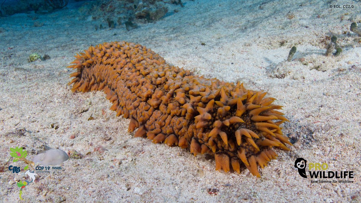 We are thrilled🤩: Three species of sea cucumbers now protected against heavy over-exploitation! Great decision at #CITESCoP19 - congratulations to the @EU_ENV, #Seychelles & #USA who proposed the listing.

#StopOverfishing #NotADelicacy #SaveOurOceans #Biodiversity