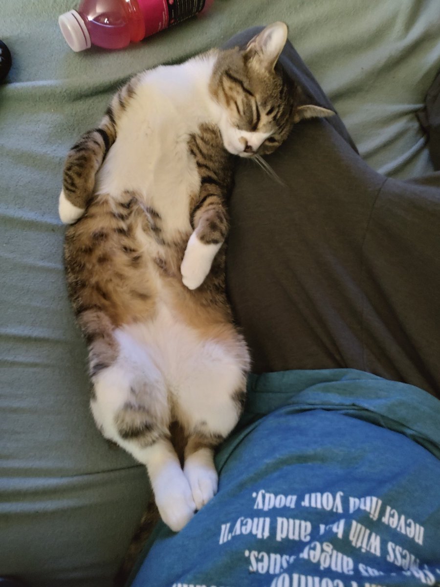 imkittenjack's tweet image. This morning&apos;s shenanigans left Jack a little sleepy.😂🥰 #cats #CatsofTwittter #kittens #kittensoftwitter #cute #cuteboy #felinefriday