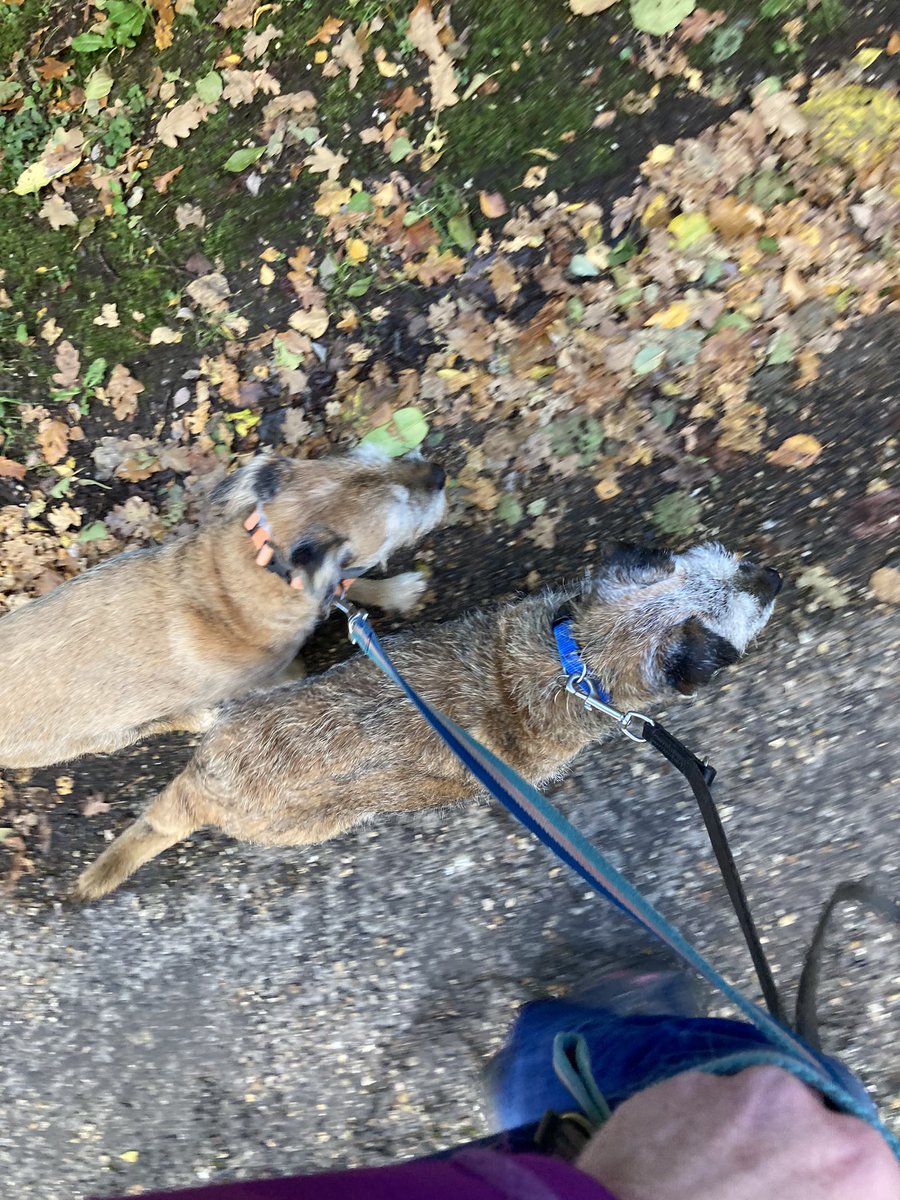 PepperandSpot's tweet photo. Well , today me and my very special fur sis and private Rocky walked to @thecricketersduncton for a spot of lunch . We took the humans . #minitweetup #btposse @Issiebissy https://t.co/Xz9IC5PVp8