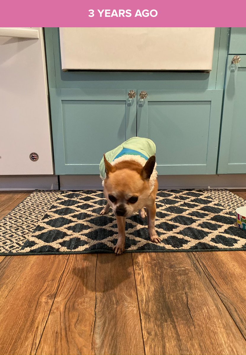 AliSilversmith's tweet image. You know what else happened on Twitter? My little crazy dog had his own hashtag and was loved by many. #baddiesel #dogsoftwitter