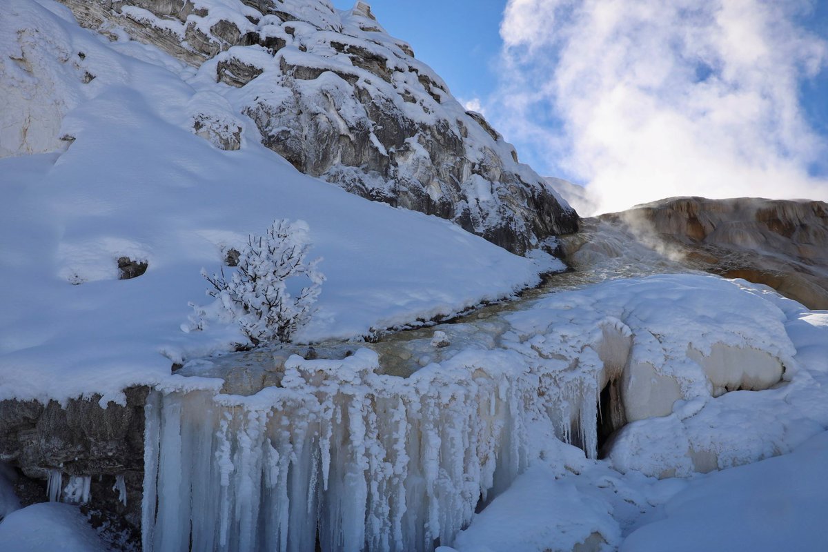 Yellowstone National Park tweet media