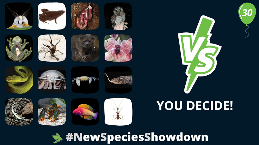 ZooKeys_Journal's tweet photo. 🧐How many #species described in #ZooKeys can you see here?
✨We seem to be in a good position to have published the #NewSpecies description that will win the anniversary @Pensoft tournament #NewSpeciesShowdown!
Get ready to vote from Monday!
👉See more: https://t.co/WKBCe6Cgpm https://t.co/shUXVqSHvE