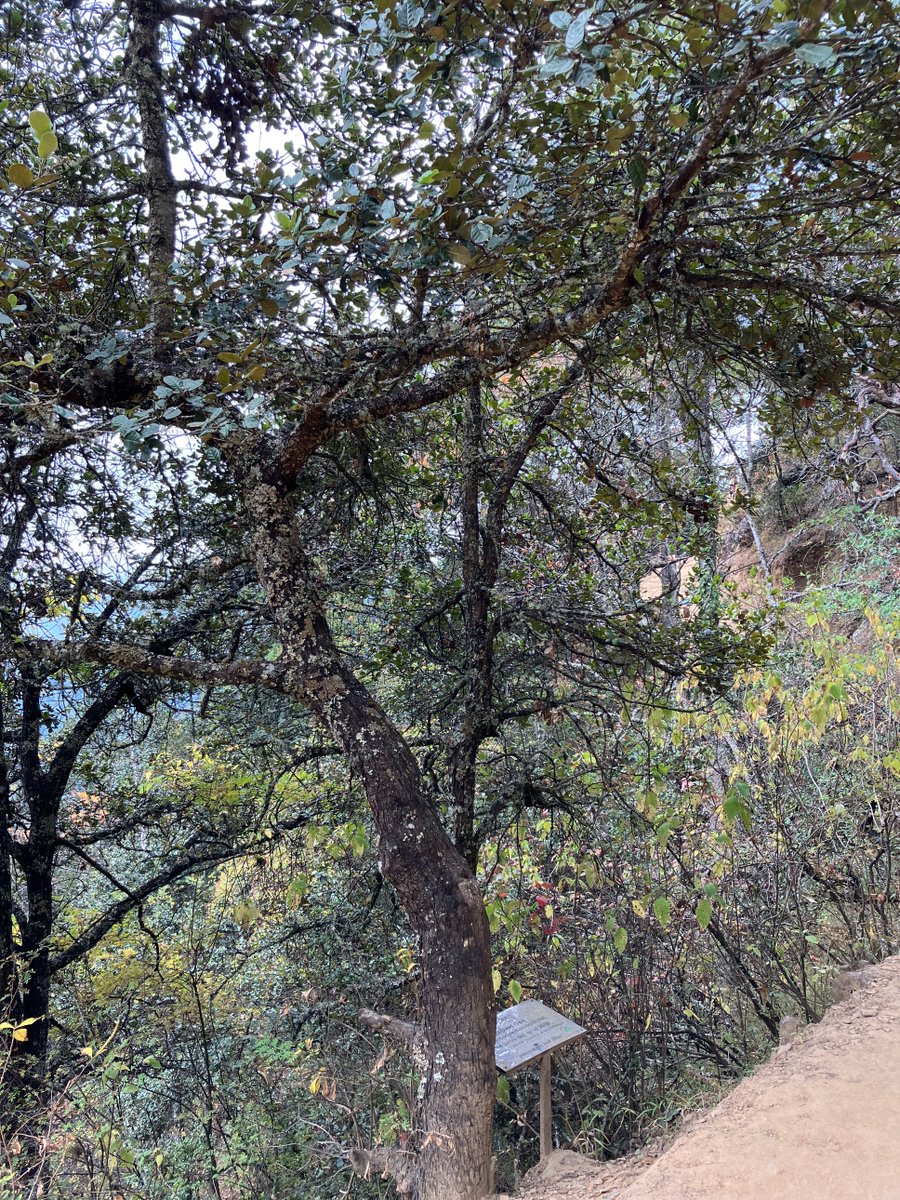 FUTURE OAK tweet media