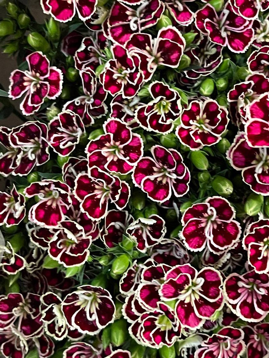 huatanmx's tweet photo. Sigamos llenando #twitter de flores mientras siga existiendo #ViernesDeFlores #FelizViernes https://t.co/sa3PHnxKfC