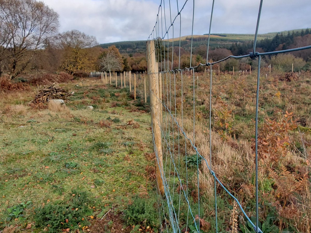 TreeRevival's tweet image. What a difference a deer fence makes. Nothing but grasses and bracken surviving on the left. On the right, saplings are thriving - alder, oak, birch, hazel and a few Scots pine. Some planted but a lot of regen. Nearby old growth wood makes the latter possible.