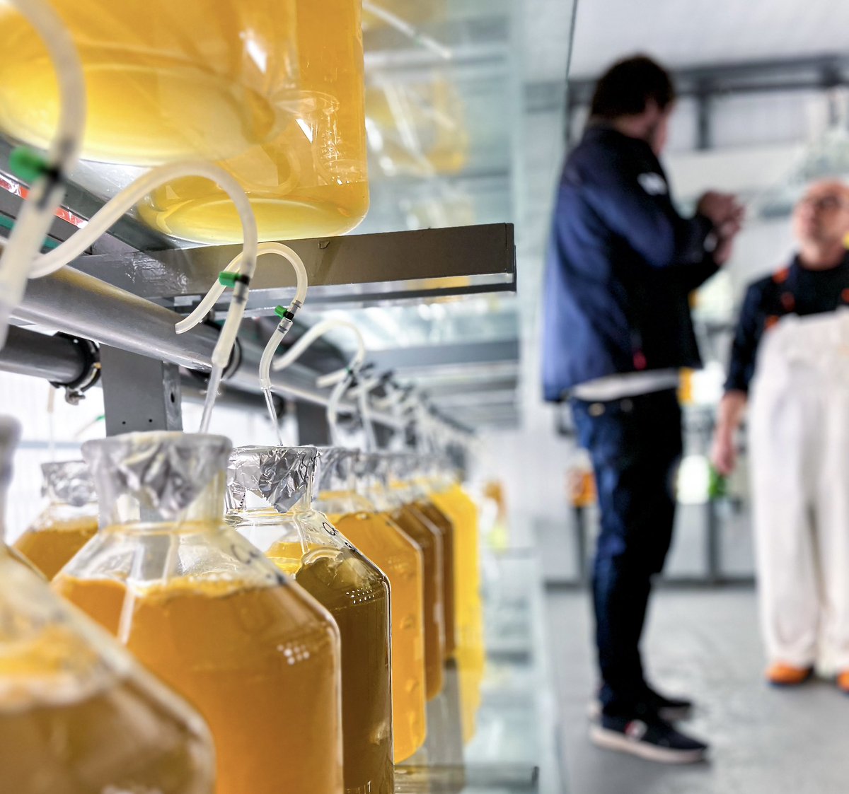 FoodIdeaLab_'s tweet photo. Sumergiéndonos en el arte del marisqueo a pie y a flote, conociendo su rectitud en el proceso de trazabilidad y análisis genético, el exhaustivo control de seguridad alimentaria y las investigaciones que realizan en torno al bivalvo rey de la zona, una auténtica maravilla. https://t.co/8n8SV93DrU