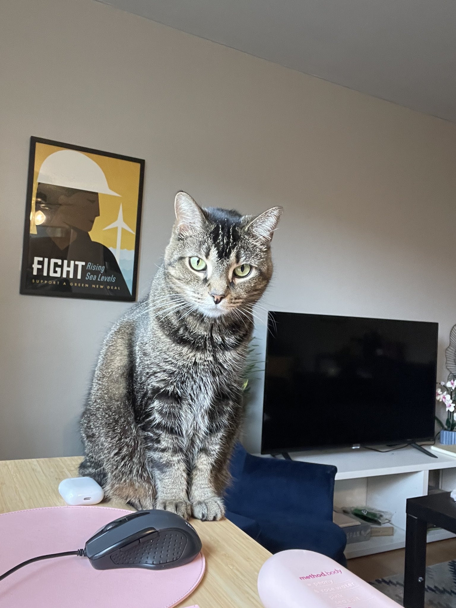 What To Cook For My Cat S Birthday