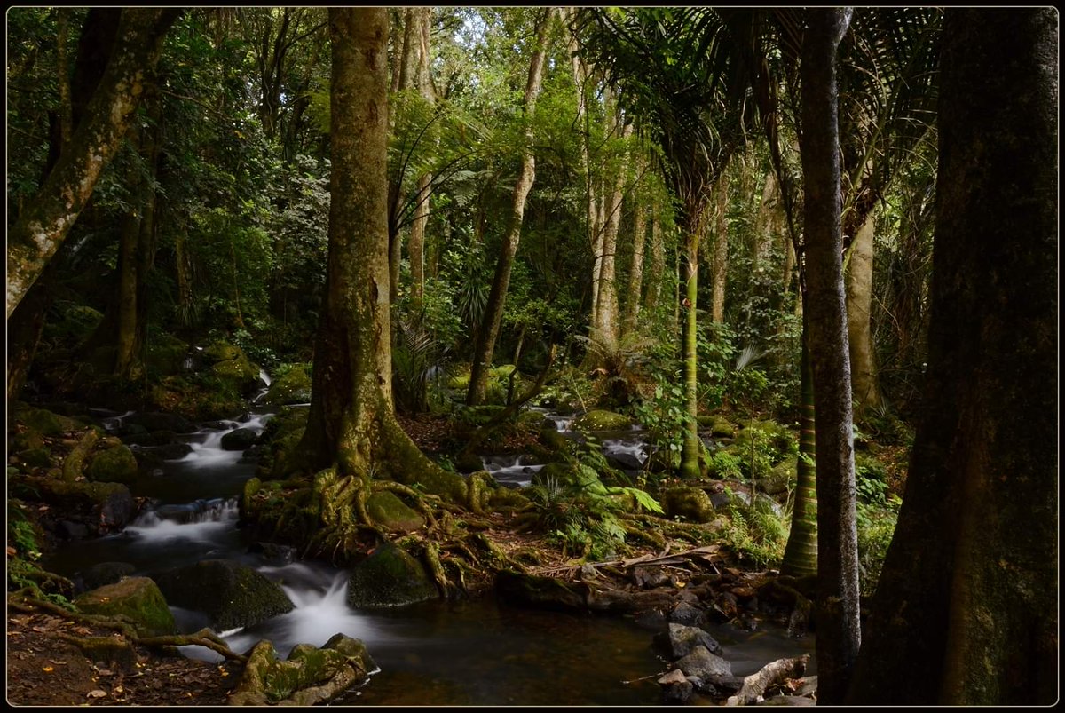 hottriggered's tweet photo. Valleys' Shadows

textures enliven when
the lights' diffused
and the sights sense

atmospherics

time to dance
when clouds fence
the sun away

Mōrena all, may your weekend be so good for you.

#nikau
#Tawa 
#pukekohe 

(C) @hottriggered https://t.co/zEJcWmk8PU