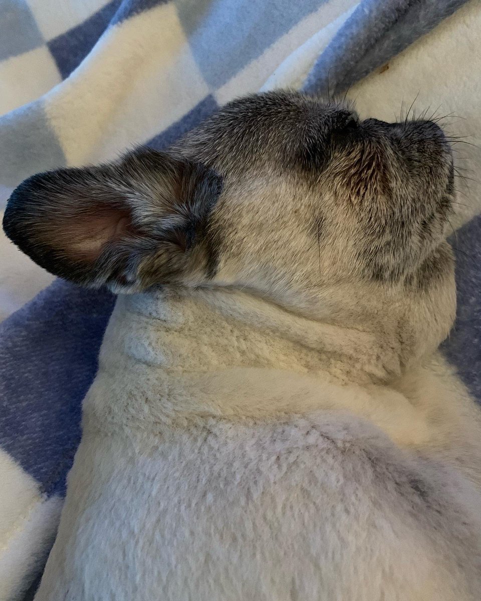 Pia_Pia_the_Pug's tweet photo. Thursday was acupuncture day &amp; this girl was relaxed!!  If it wasn't for food she would’ve slept all day &amp; night.  Between physical therapy &amp; acupuncture, the staff is awesome w/ her. #acupuncture @TCAnimalRehab #relaxed #massage #puglove #pug #happy #blessed #grateful #thankful https://t.co/wOF1GiCA3P