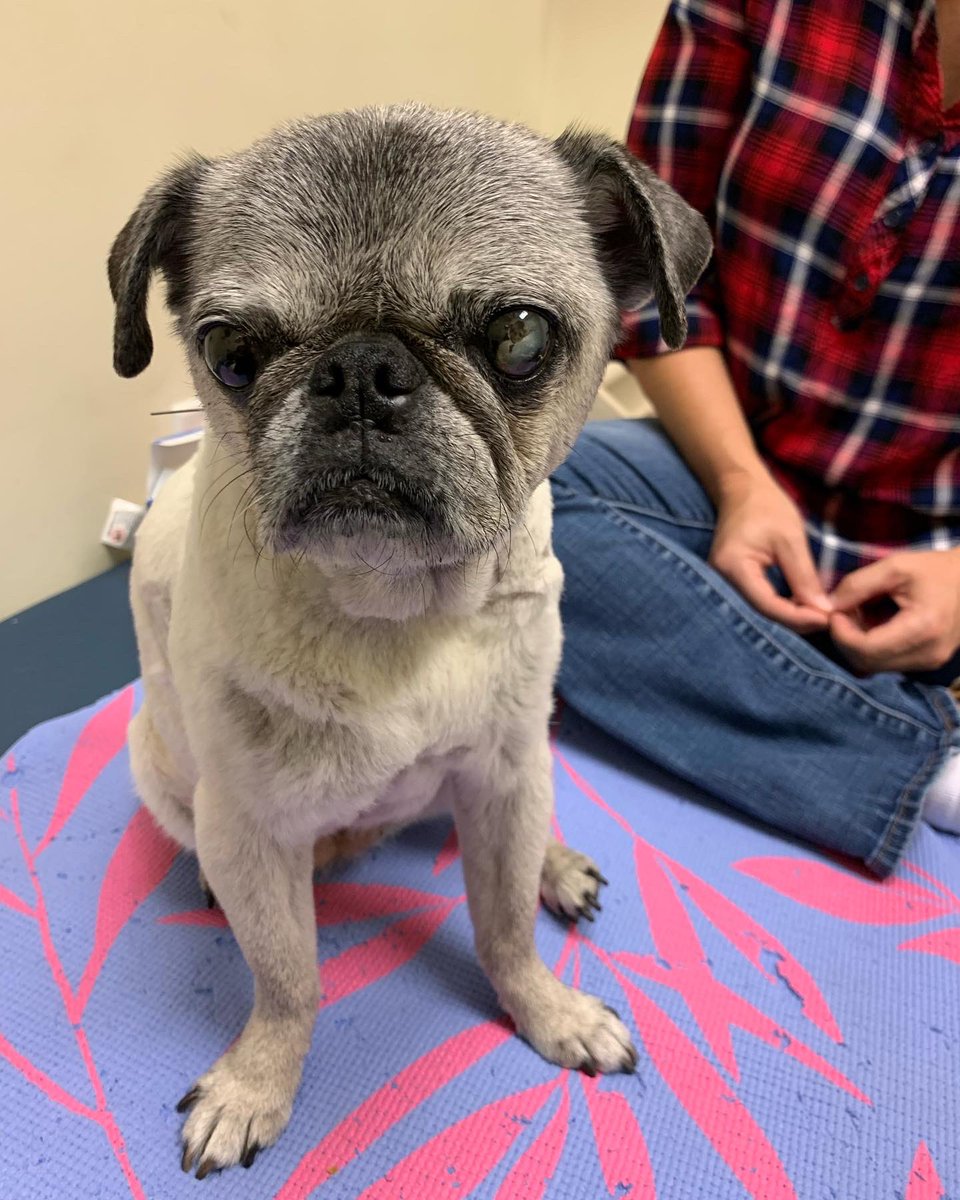 Pia_Pia_the_Pug's tweet photo. Thursday was acupuncture day &amp; this girl was relaxed!!  If it wasn't for food she would’ve slept all day &amp; night.  Between physical therapy &amp; acupuncture, the staff is awesome w/ her. #acupuncture @TCAnimalRehab #relaxed #massage #puglove #pug #happy #blessed #grateful #thankful https://t.co/wOF1GiCA3P