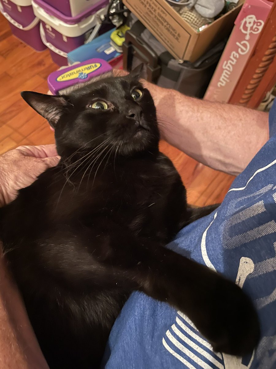 CSchoenster's tweet photo. @1OctopusGarden @UnitedSpaceCats https://t.co/tG1JgfIeNx