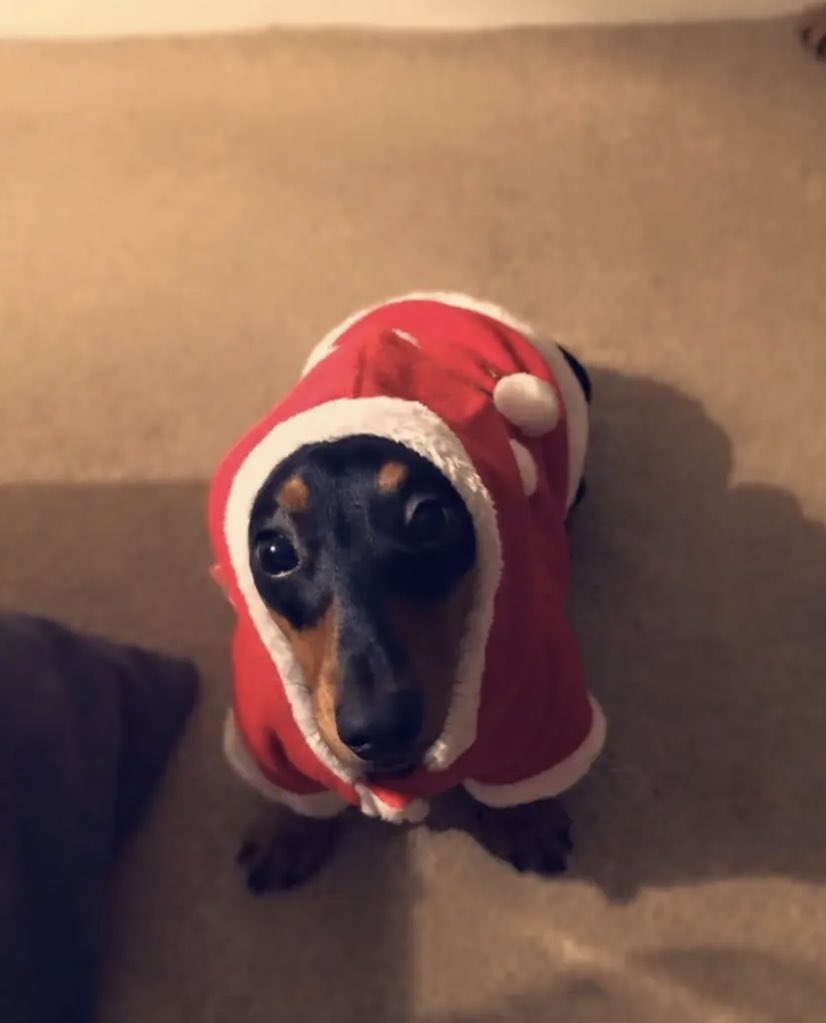 imBatman91's tweet photo. @mystic_kittenn My ‘not impressed with her Christmas outfit’ Millie 😆 https://t.co/DrEM9w2sbv
