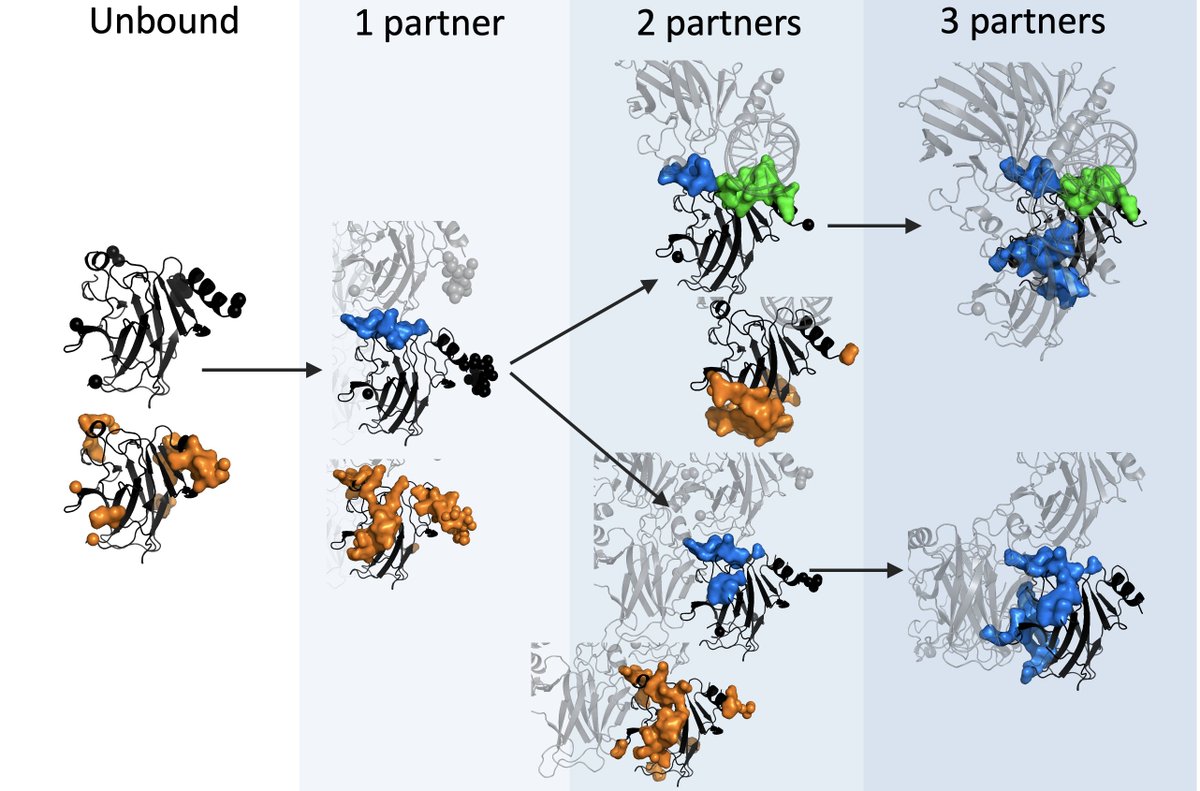 acarbone16's tweet photo. Soft disorder (flexible + disorder-to-order regions) is directly involved in protein assembly and migration of soft disorder after binding gives rise to new or altered functions in the protein complex. With Beatriz Seoane
@ScienceSorbonne @unicomplutense #ProteinDisorder https://t.co/bbKP1lcwgn