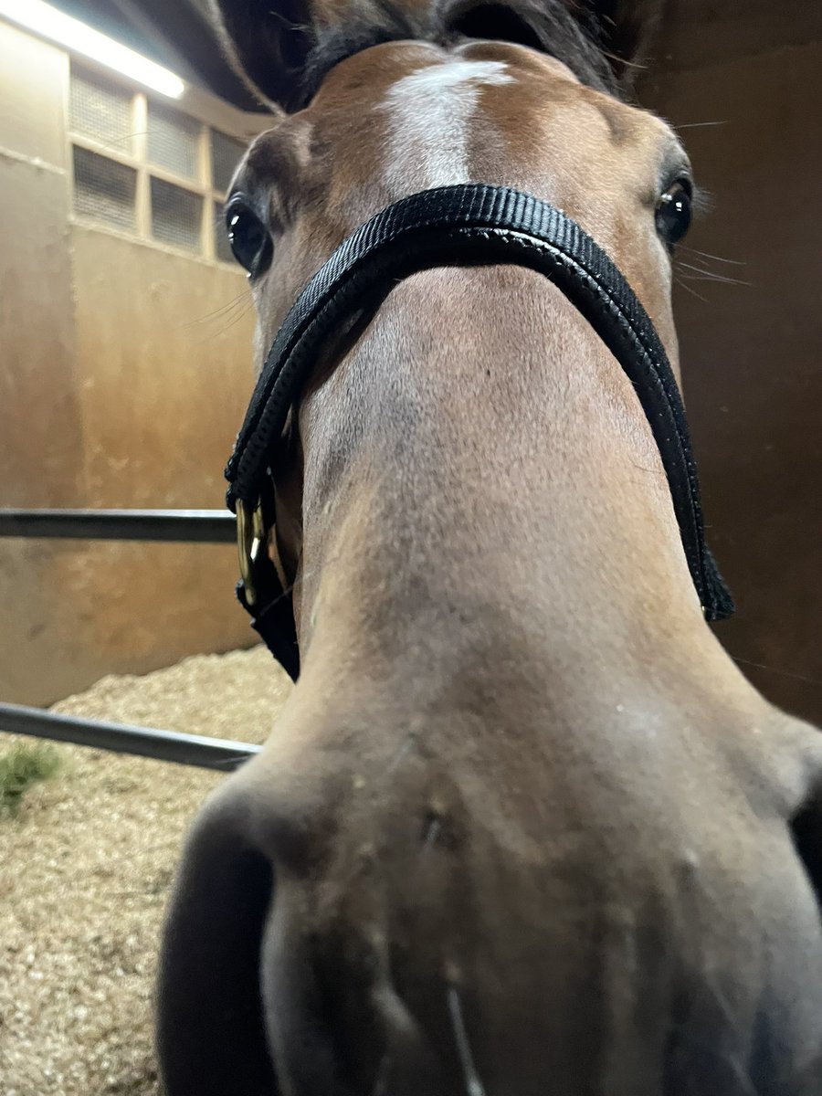 おうまさん (@san1113_ouma) / Posts / X