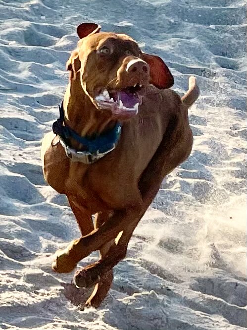 DanaPerino's tweet image. He missed me he really missed me