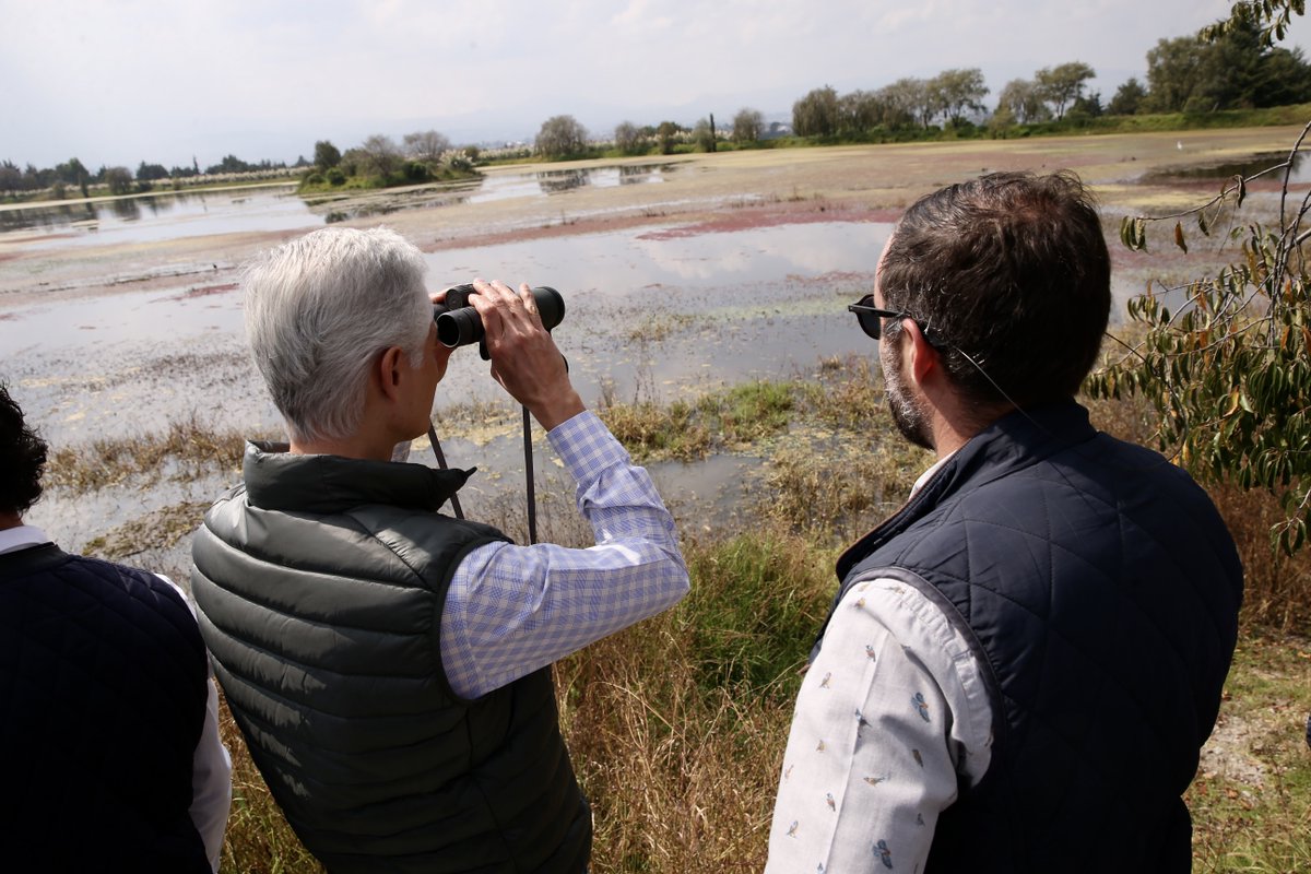 Hay más de 120 especies de aves que se alimentan y refugian en el nuevo Parque de la Ciencia Sierra Morelos, principalmente patos mexicanos.
