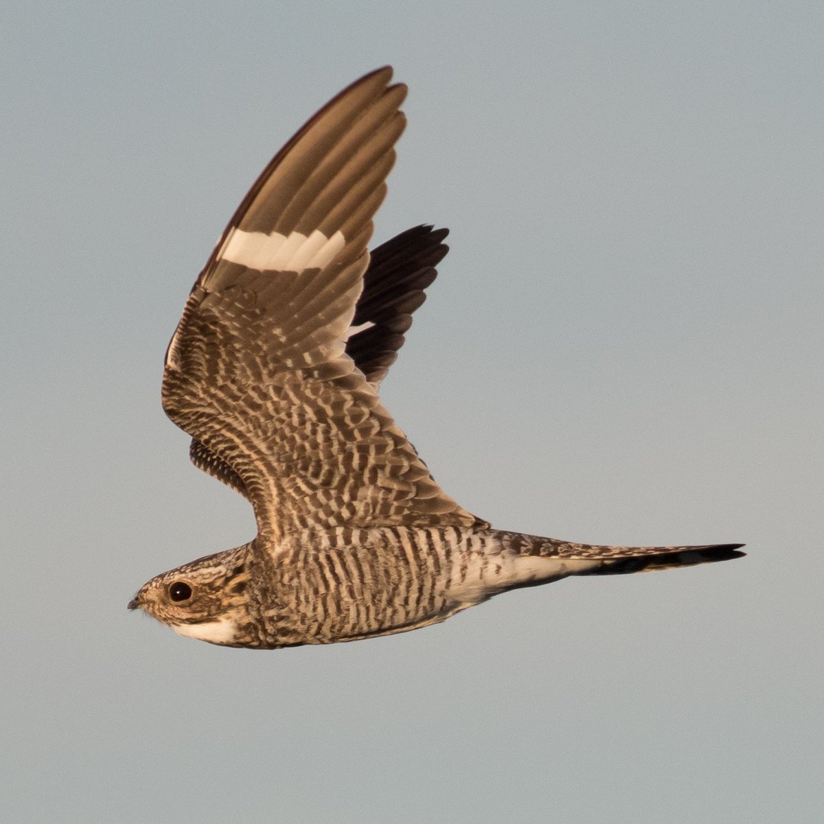 We are looking for a Data Science & Software Engineer to join our @DrBirdCast team @CornellBirds. Apply by Dec. 5, 2022 tinyurl.com/23phuxhb