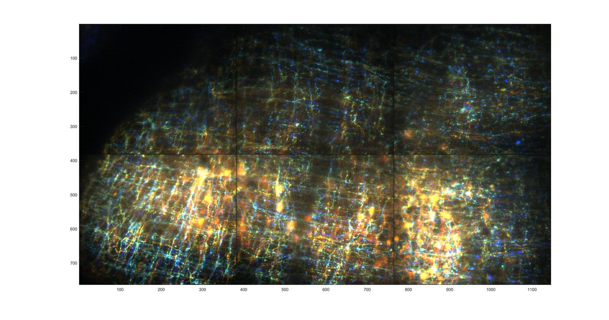 #FluorescenceFriday here a population of cerebellar Golgi interneurons ... Who want to study this network with us? I am  a #youngPI searching for a postdoc to study pattern separation with GEVIs in 2p !