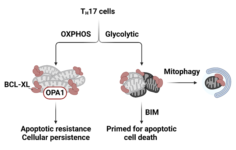 Hyping new <a href="/SciImmunology/">Science Immunology</a> from <a href="/_Hanna_Hong/">Hanna Hong</a> (before #Twitter burns down 🔥)

➡️OXPHOS Promotes Apoptotic Resistance and Cellular Persistence in TH17 cells in the Periphery and Tumor Microenvironment ⬅️

Read on for a #tweetorial
science.org/doi/10.1126/sc…