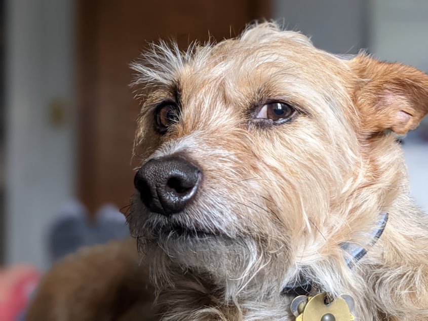 Rich Bellon tweet media