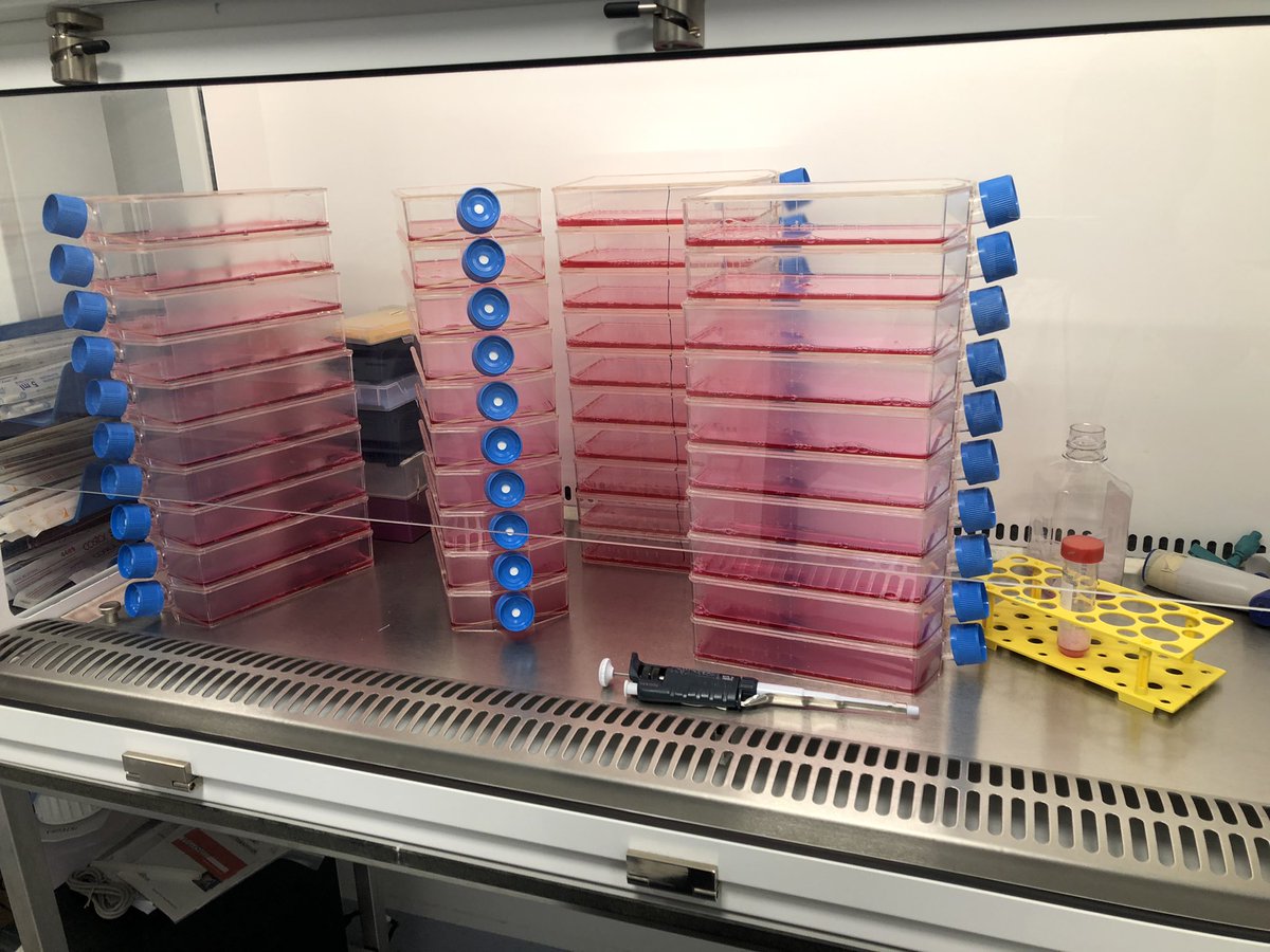 Damián Lobato-Márquez tweet media