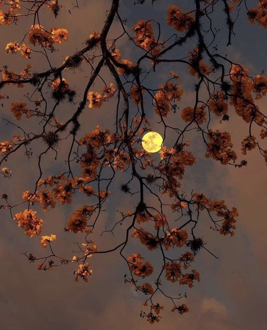 Moon lover