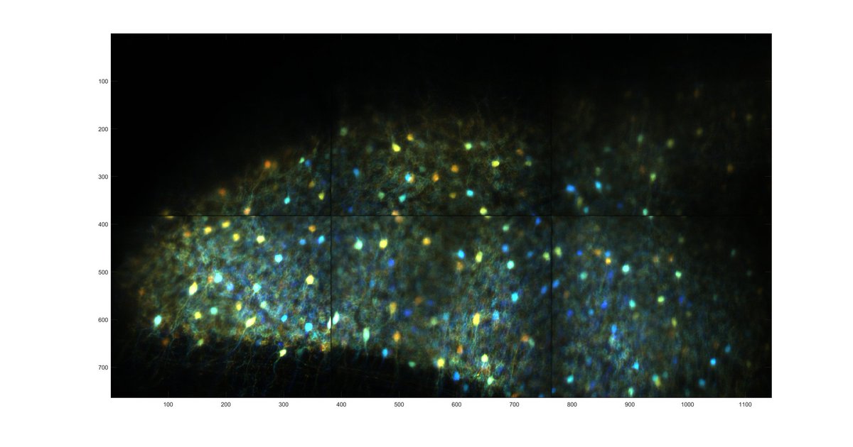 DieudonneLab's tweet photo. #FluorescenceFriday here a population of cerebellar Golgi interneurons ... Who want to study this network with us? I am  a #youngPI searching for a postdoc to study pattern separation with GEVIs in 2p ! https://t.co/pdICSTniul