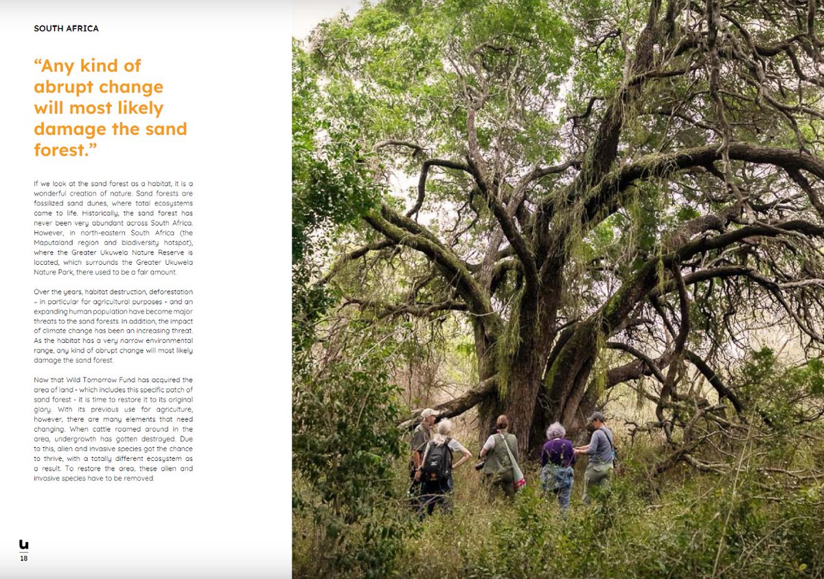 wildtomorrow's tweet photo. We shared our story with #UbuntuMagazine and were pleased to be featured in Issue 3 of their online #magazine!💚 Check out pages 16-17 to read about our #sandforest and what we are doing to protect this #criticallyendangered #habitat! https://t.co/cXR0Vhp0Oj https://t.co/Sif6uruN3Y
