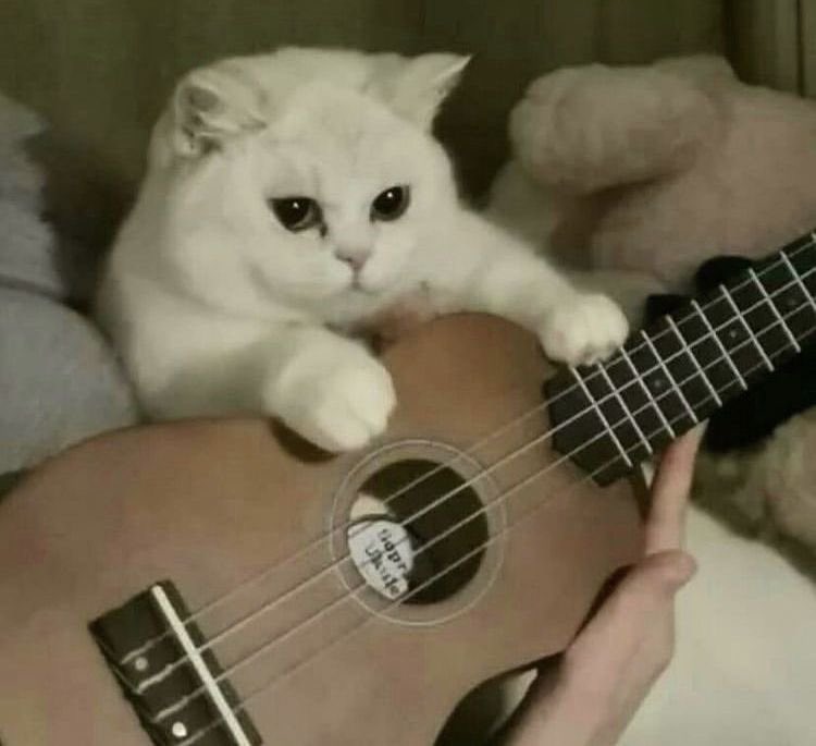 nikiascats's tweet photo. https://t.co/G0Lc4FuMwU