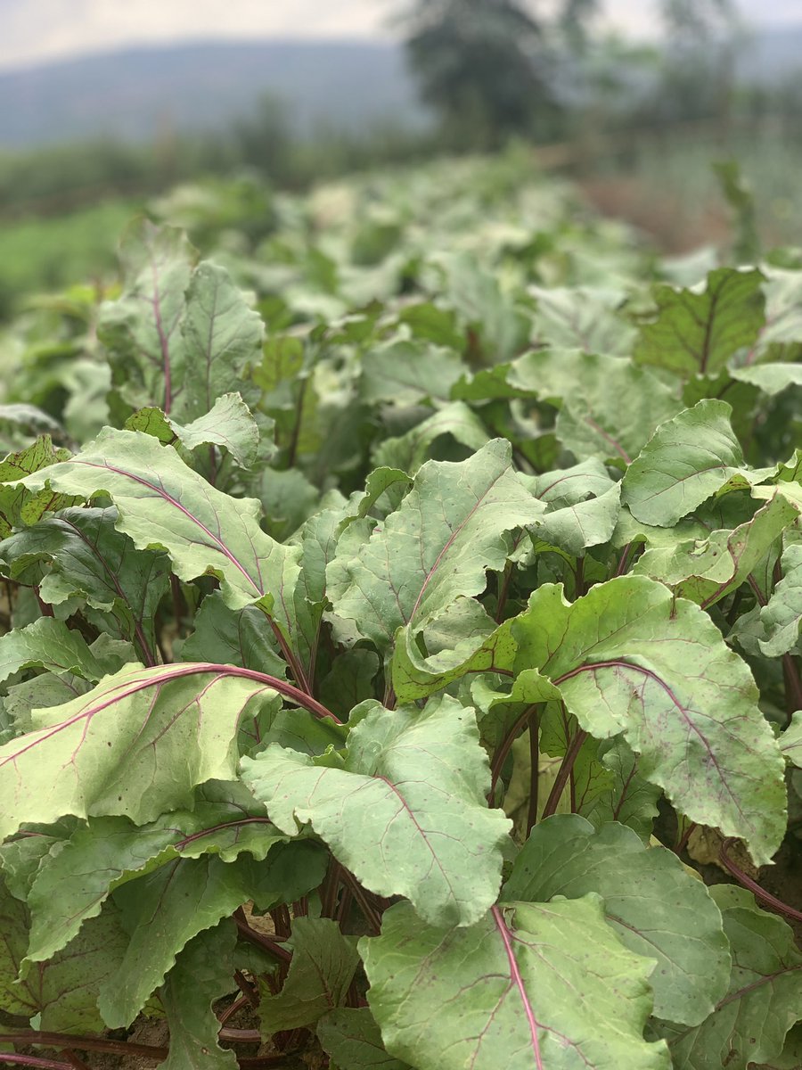 A well spent weekend at Walker farm in organic vegetable garden fertilized by Black soldier flies compost. 

We are following up to see the results. 
📸: @Ndi_Walker