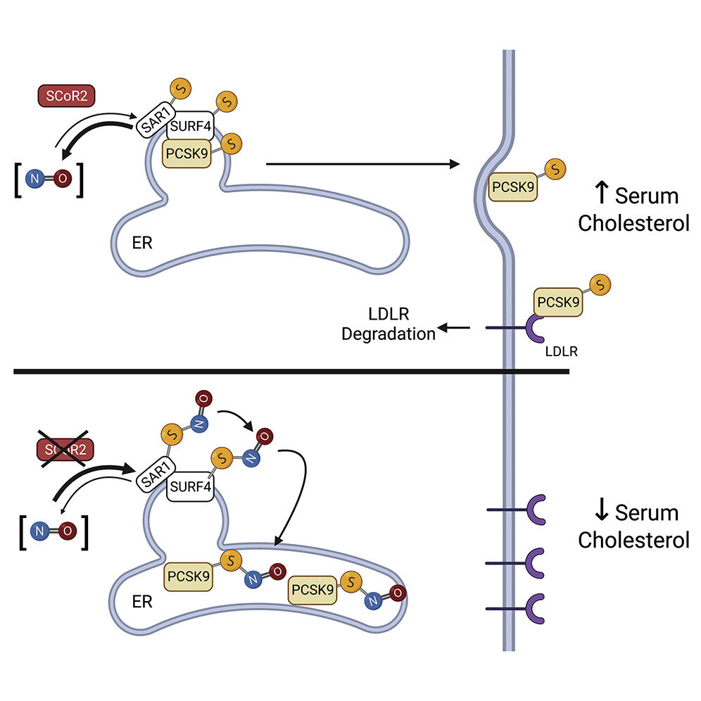 MedwebL's tweet photo. MedWeb News of the day 🎯

New Oral Drug 💊 For Lowering 📉 Cholesterol

After statins, the next leading class of medications 💊 for managing cholesterol are...

Read full: https://t.co/v1uebfh2tz

#diabetes #cholesterol #statins #diabetesawareness #openaccess #medicalnews https://t.co/8E9B12IdlO