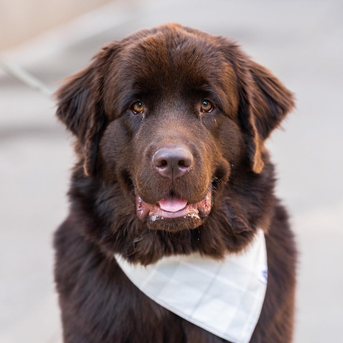 thedogist's tweet photo. Pearl, Newfoundland (1 y/o), 86th &amp; Central Park West, New York, NY • “She’s 130 lbs, but she thinks she’s a tiny girl. She loves to lay down everywhere – outside, inside, sometimes on a crosswalk. She’ll find a way to fit anywhere and loves everyone she meets.” https://t.co/iMdIorgfSA