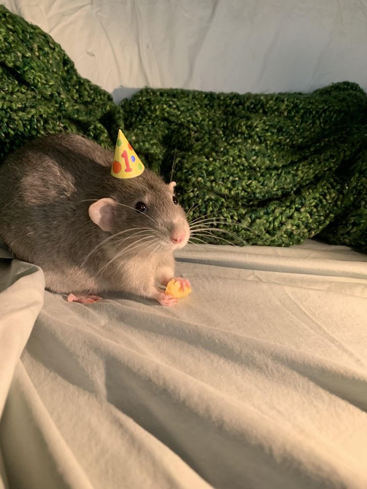 4RatsHub's tweet photo. IT’S RAT OF THE WEEK TIME! 

This is Francois, it’s his birthday today and he’s eating his favourite snack, cheese. Wish Francois a very happy birthday before you scroll past! 

#ratoftheweek
🐁🐁🐀🐁 https://t.co/TxfPtGIRgM