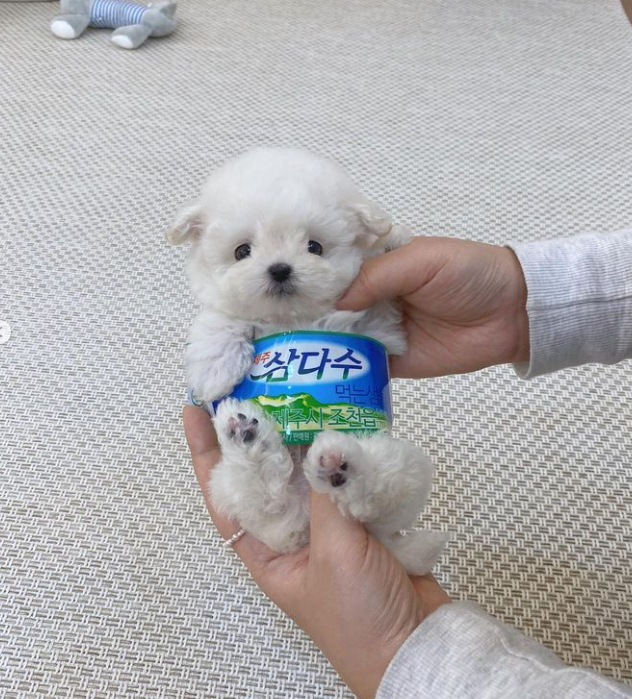 lovx11_very's tweet image. 올 겨울 옷 삼다수라길래 뭔소린데? 하고 본 사진..