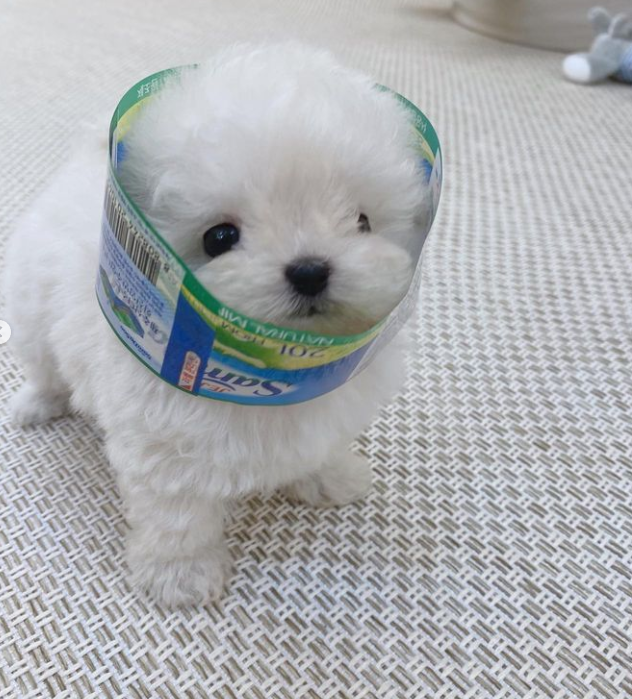 lovx11_very's tweet image. 올 겨울 옷 삼다수라길래 뭔소린데? 하고 본 사진..