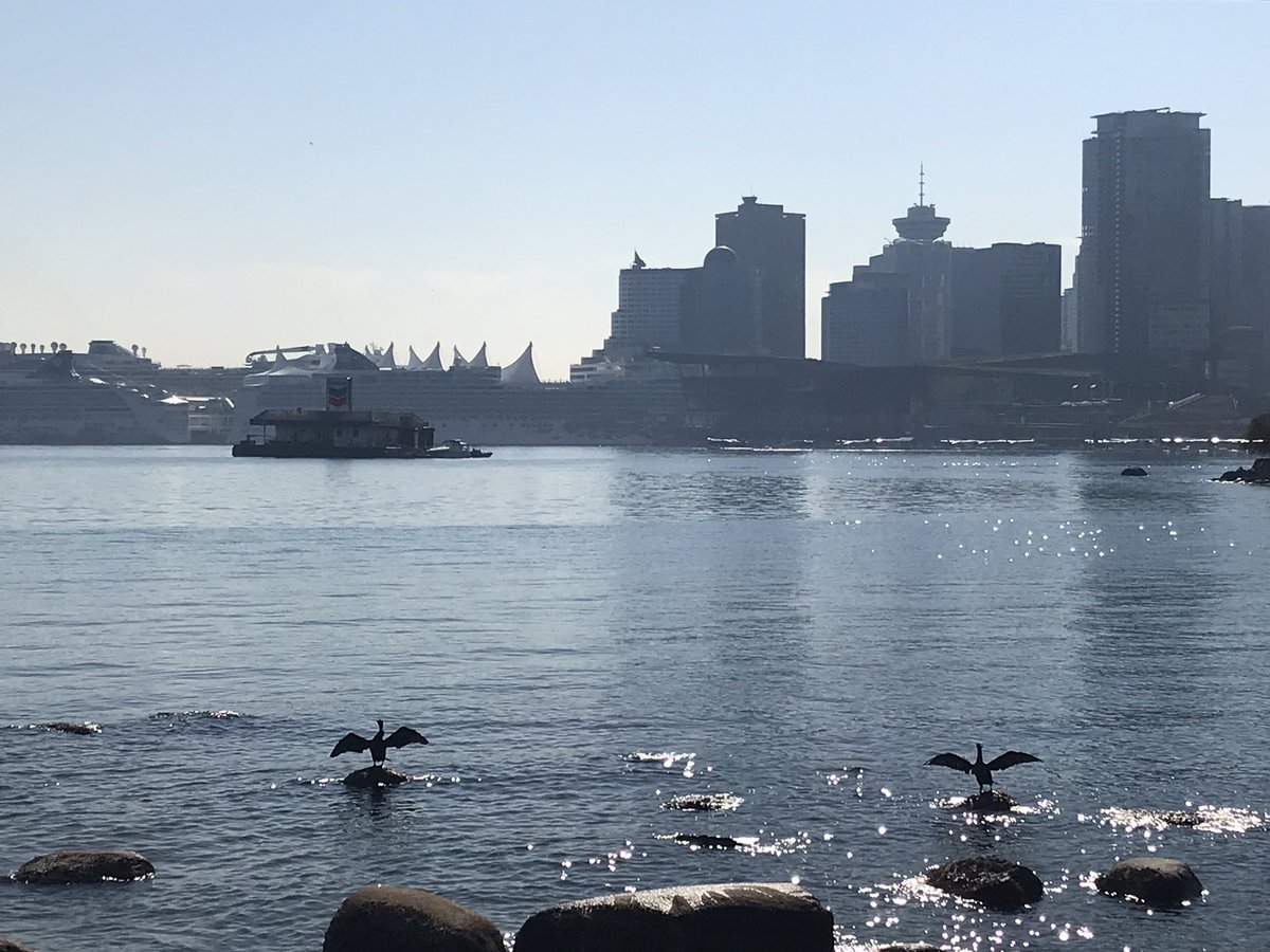 phillipstea's tweet photo. @CarlBovisNature A pair of cormorants stretching and drying their wings in Vancouver, Canada
#BirdsOfTwitter https://t.co/NJBi9BzhO1