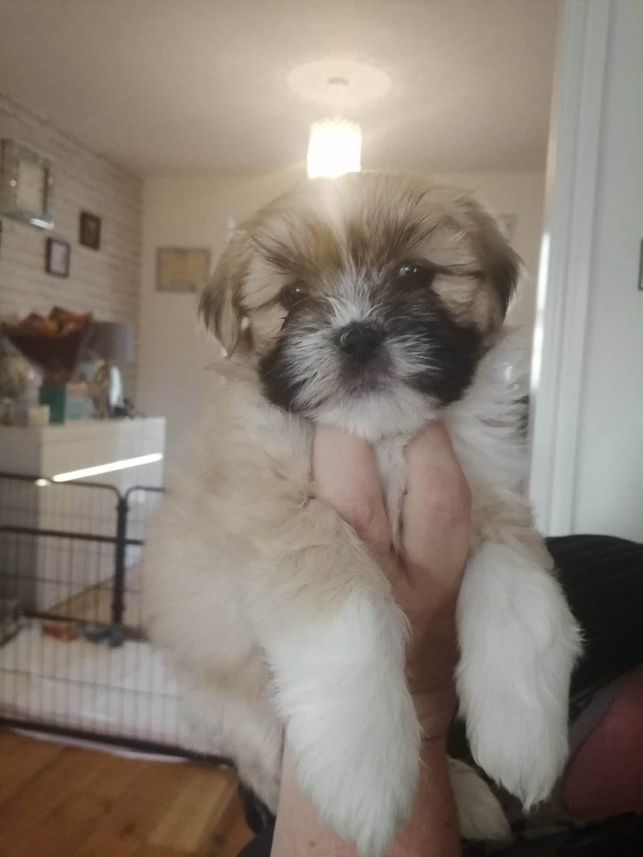 bill_mcconkey's tweet photo. No idea if this platform is ending (seems still to be up &amp; working) but here's some Tweets that I would've posted over the weeks and months should this space vanish, I'll call 'em #futuretweets 
First up is our new puppy, who's coming to live with us on Saturday 26 Nov '22
Thread https://t.co/PsyXAZUf3z