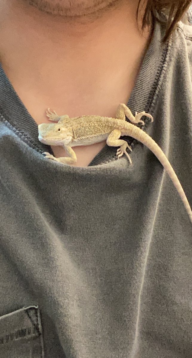 iceburgee's tweet photo. @December_CJ I offer you these pictures of my bearded dragon in celebration of lizard legends https://t.co/HCgctX2BQg
