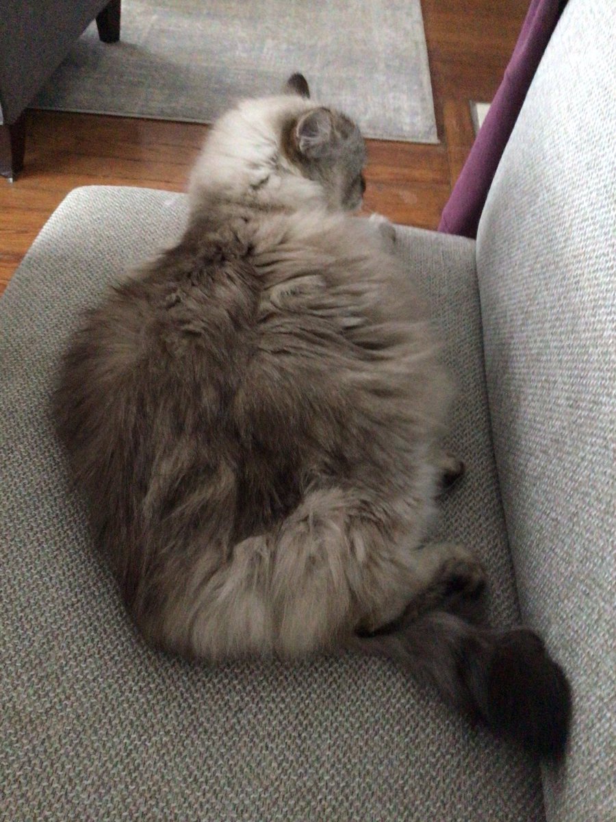 cory20191's tweet photo. @Hedgewatchers Woke her up from sleeping while I listen to audiobooks. Is there a #sofawatch?
Anyway Olive sleepy #hedgewatch today. https://t.co/bJO8O3r6fa