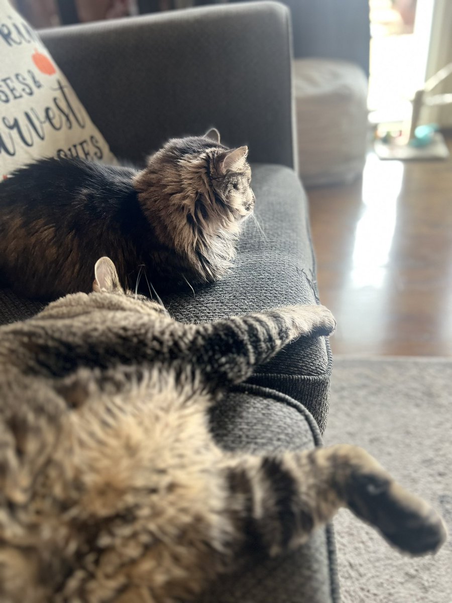 BicesterBrit's tweet photo. A warm nap on a cold day
#CatsofTwittter
#DobbyDiaries
#CatPals https://t.co/Oyb7z1HxJB